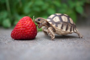 Turtle vs. Strawberry