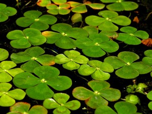 4 Leaf Clovers
