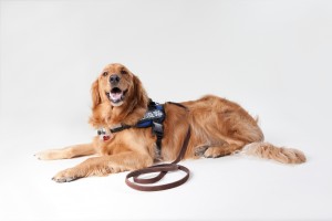 Service Dog