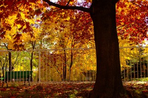 Fall - Natures Renewal