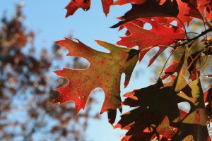 Leave of Change